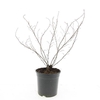 Potentilla Blink