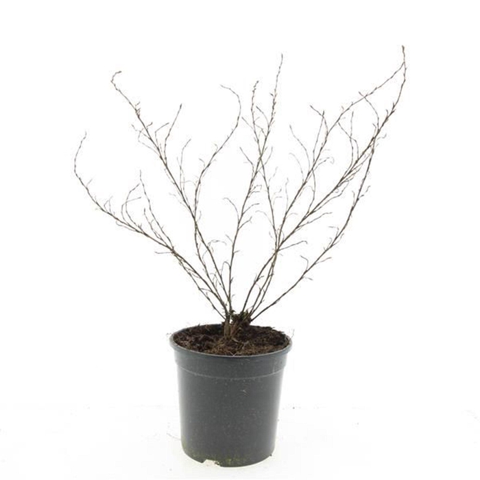 Potentilla Blink