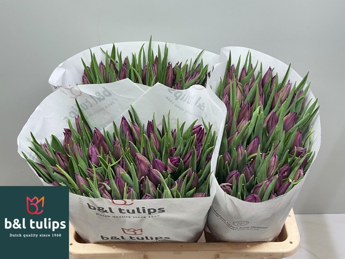 <h4>TU EN PURPLE VALLEY</h4>