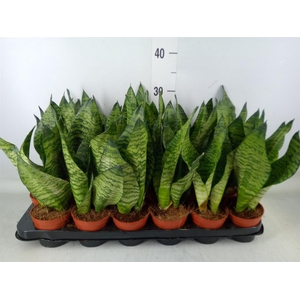 Sansevieria zeylanica