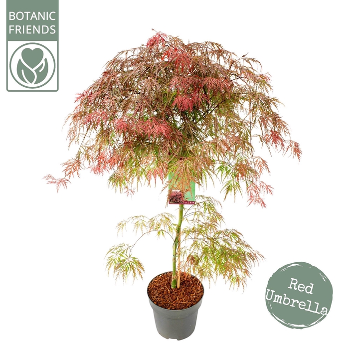 <h4>Acer palm. 'Garnet'</h4>