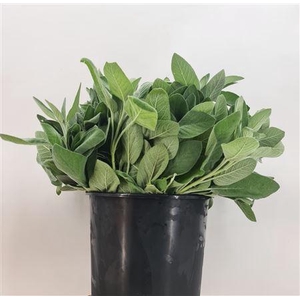 Salvia Overig Gr 200