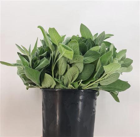 <h4>Salvia Overig Gr 200</h4>