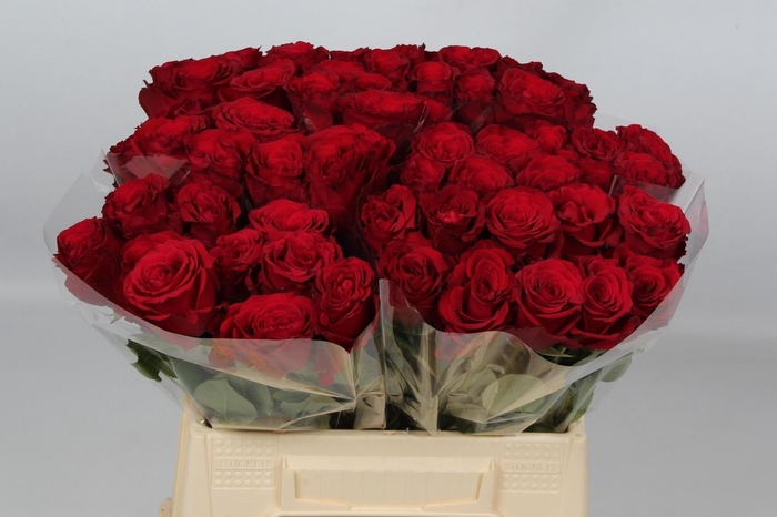 <h4>R GR UPPER CLASS</h4>