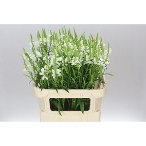 Physostegia Ov Wit A2