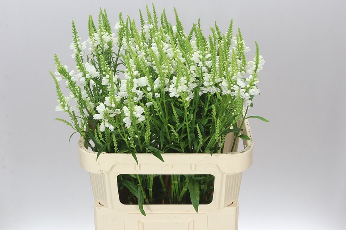 <h4>Physostegia Ov Wit A2</h4>