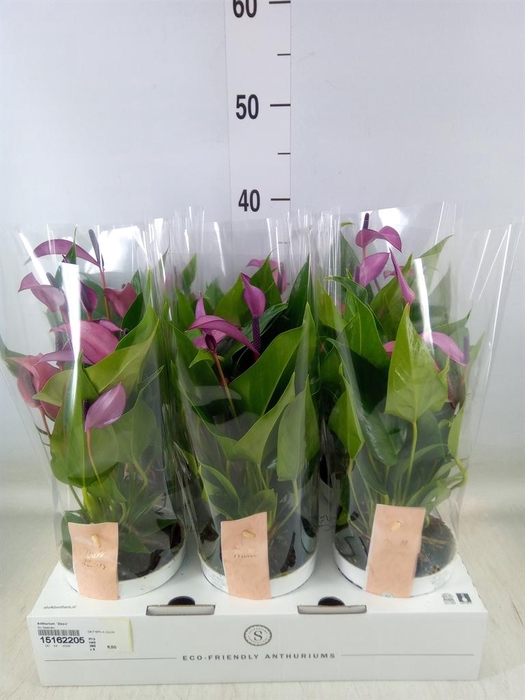 <h4>Anthurium  'Zizou'</h4>