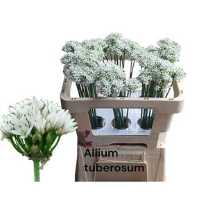 ALLIUM TUBEROSUM