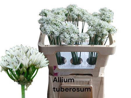 <h4>ALLIUM TUBEROSUM</h4>