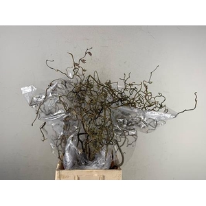 Corylus (2-jarig)