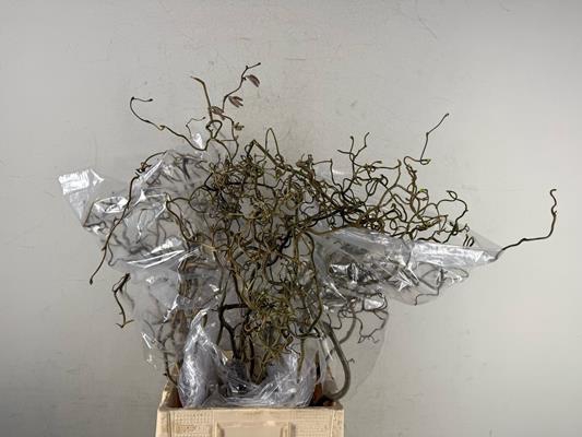 Corylus (2-jarig)