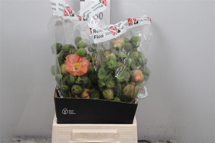 <h4>Papa Or Pizzicato</h4>