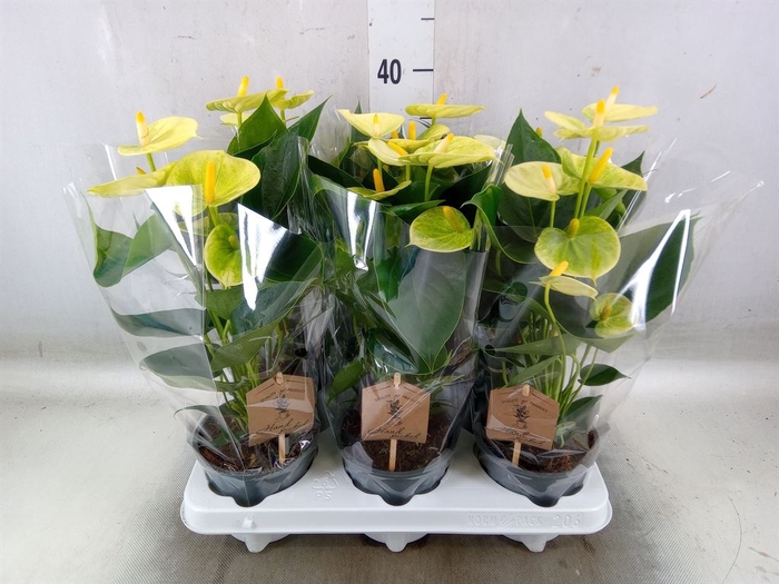 <h4>Anthurium andr. 'Vanilla'</h4>