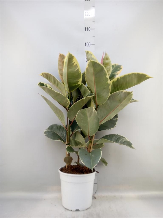 <h4>Ficus   ...</h4>