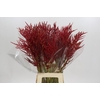 Bromelia Red Paloma