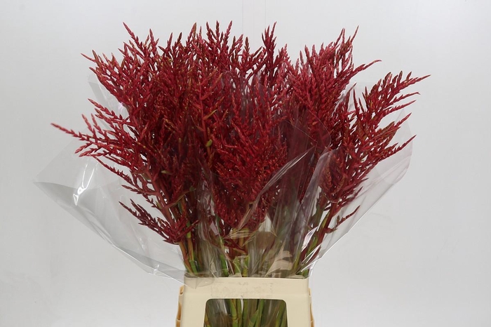 <h4>Bromelia Red Paloma</h4>