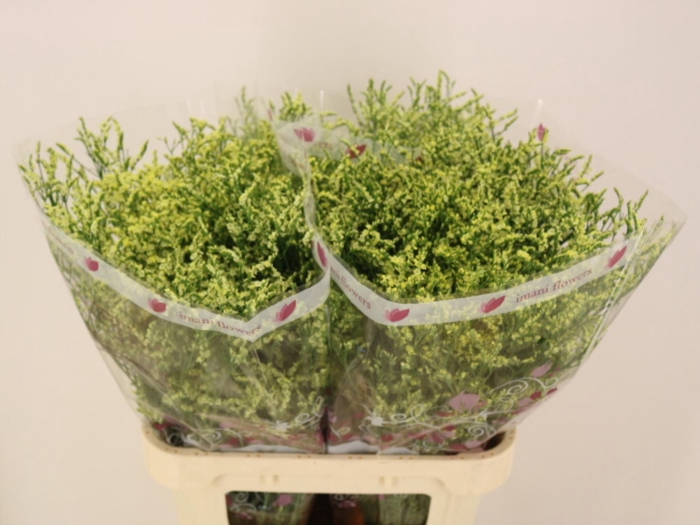 <h4>LIM SIN CHINA LEMON</h4>