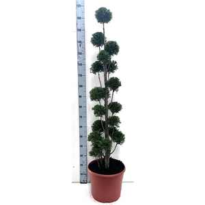 Thuja oc. Smaragd, pon-pon vorm 120-140 cm - deco