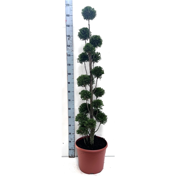 <h4>Thuja oc. Smaragd, pon-pon vorm 120-140 cm - deco</h4>