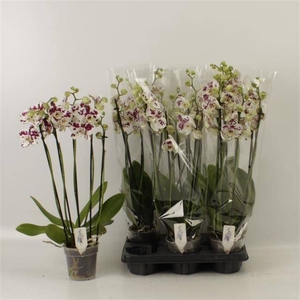 PHAL AN MARRAKESH