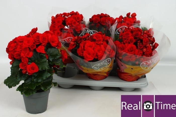 <h4>BEG DU BALADIN</h4>