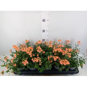 Diascia  'Piccadilly Salmon'