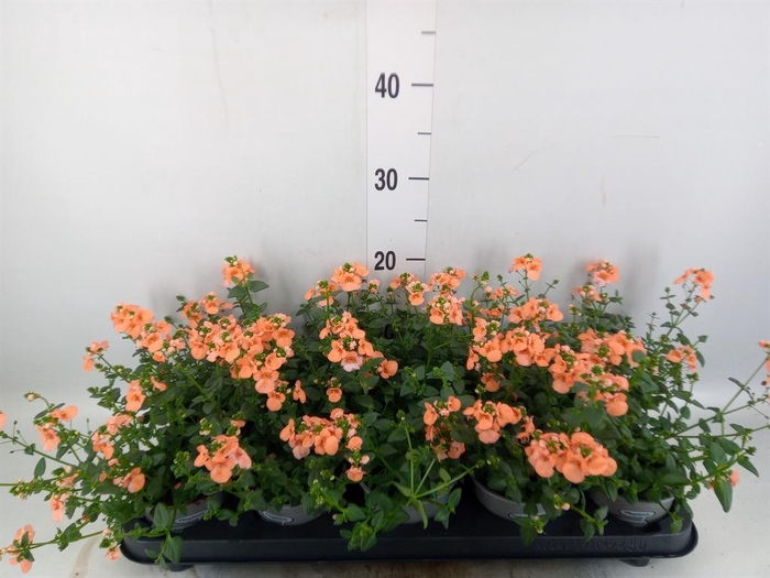 <h4>Diascia  'Piccadilly Salmon'</h4>