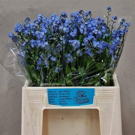 <h4>Myos Al Blue Memory</h4>
