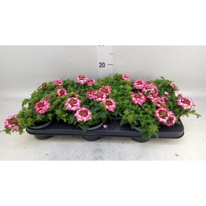 Verbena  'Magelana Pink Swirl'