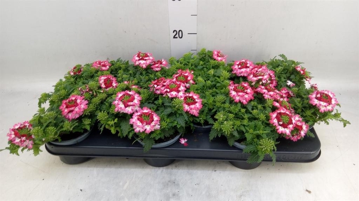 <h4>Verbena  'Magelana Pink Swirl'</h4>