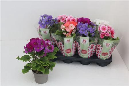 <h4>Prim Ob Sweetk A Gem</h4>