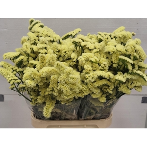 LIM S SIN MAX YELLOW