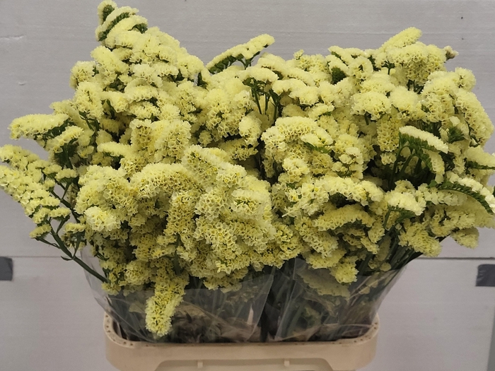 <h4>LIM S SIN MAX YELLOW</h4>