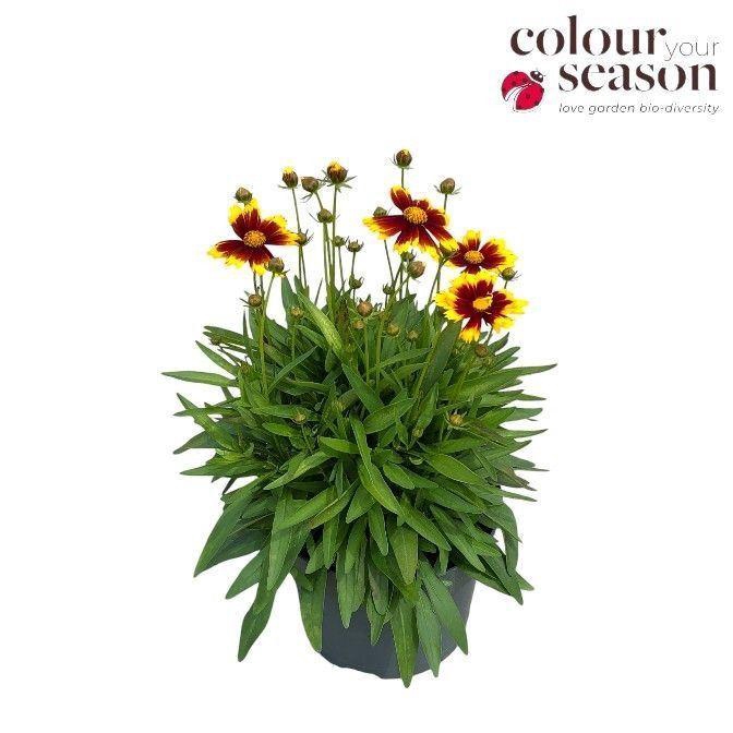 <h4>CORE UPTI YELLOW&RED</h4>