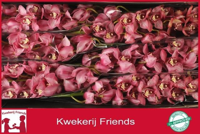 <h4>CYMB T SKY SCRAPER</h4>