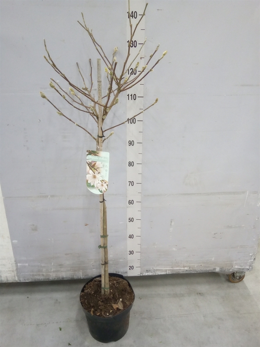 <h4>Magnolia stellata</h4>