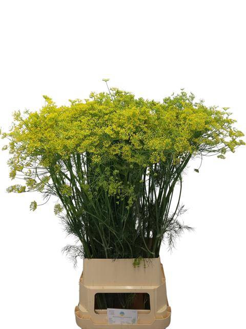 ANET GRAVEOLENS XL