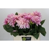 Dahlia Cafe Au Lait
