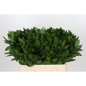 Ruscus aculeatus   ...groot blad