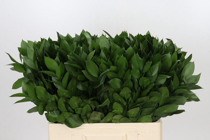 <h4>Ruscus aculeatus   ...groot blad</h4>