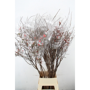 CHAENOMELES SUPERBA RED 150CM
