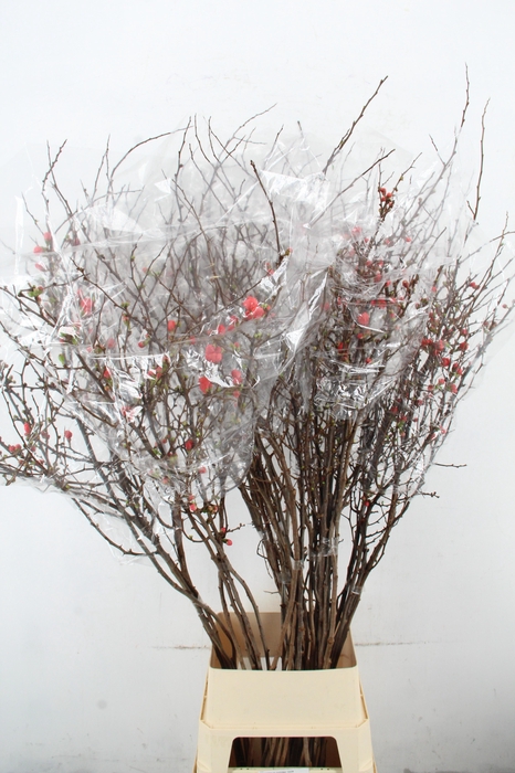 <h4>CHAENOMELES SUPERBA 150CM</h4>