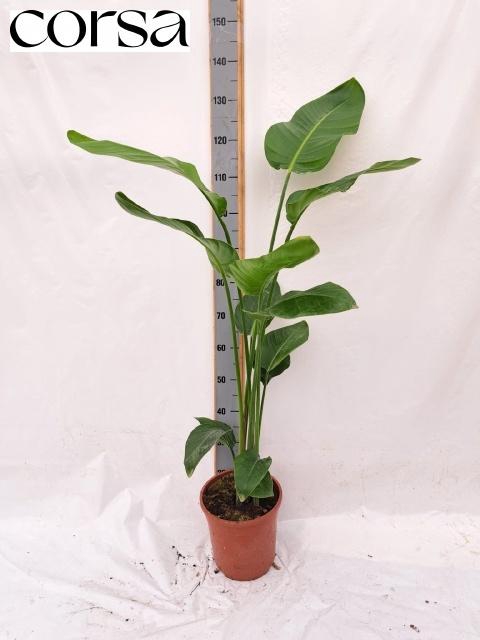 <h4>STRELITZIA NICOLAI</h4>