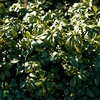 Pachysandra termin.