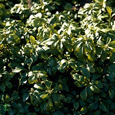 Pachysandra termin.