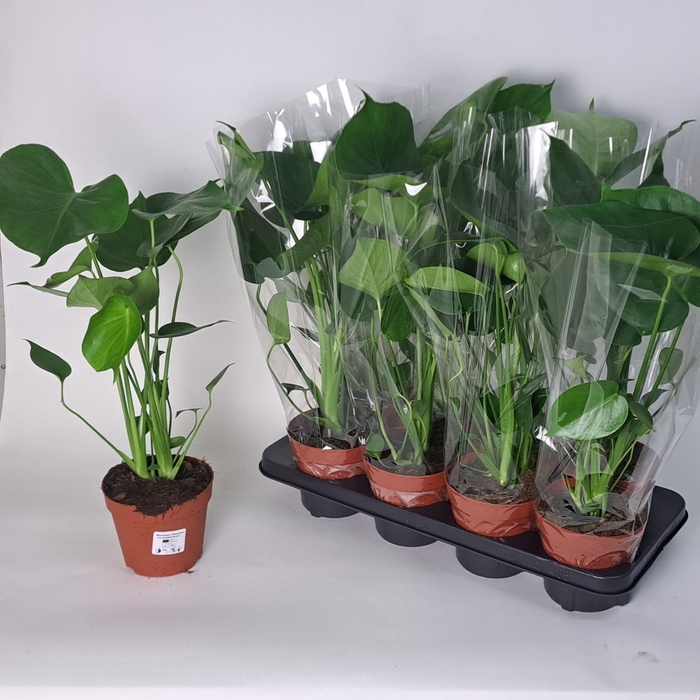 <h4>MONSTERA DELICIOSA</h4>