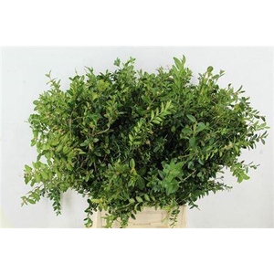 Buxus Groen Per Bos 10 Tak