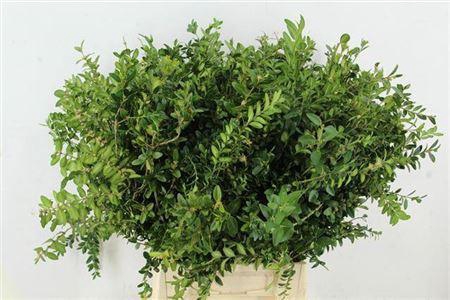 <h4>Buxus Groen Per Bos 10 Tak</h4>