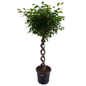Ficus benja.   ...