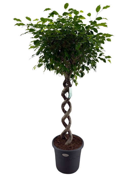 <h4>Ficus benja.   ...</h4>
